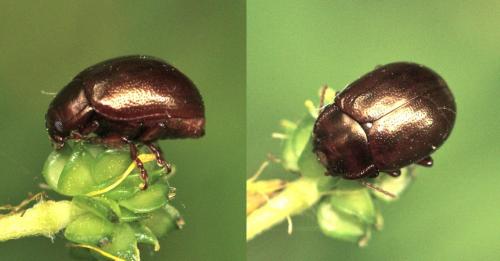 Chrysolina staphylaea