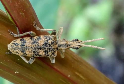 Réf. 102 208 : Rhagium sycophanta