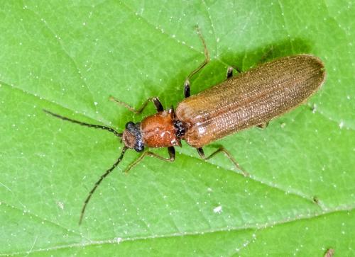 Réf. 102 210 : Denticollis linearis