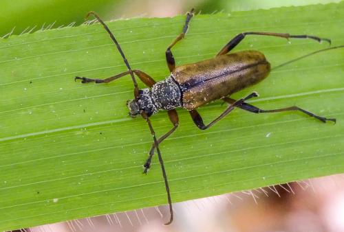 Cortodera humeralis