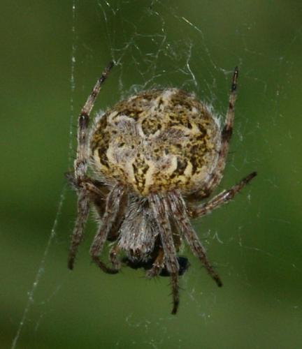 Agalenatea redii
