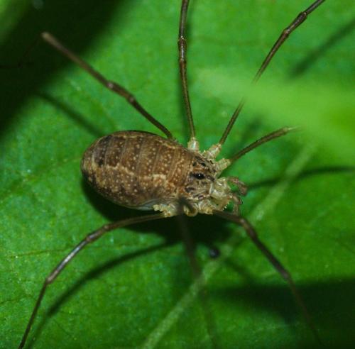 Réf. 102 652 : Rilaena triangularis