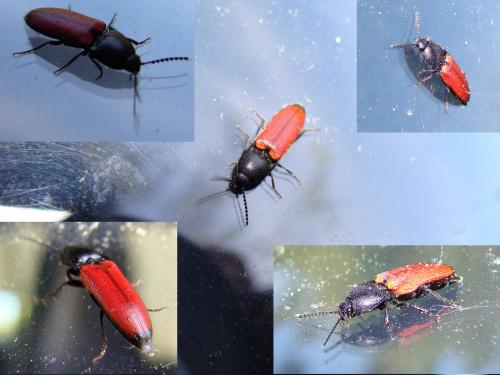 Ampedus sp.
