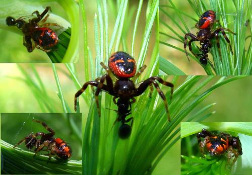 Synema globosum