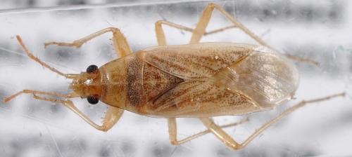 Hyalocoris pilicornis