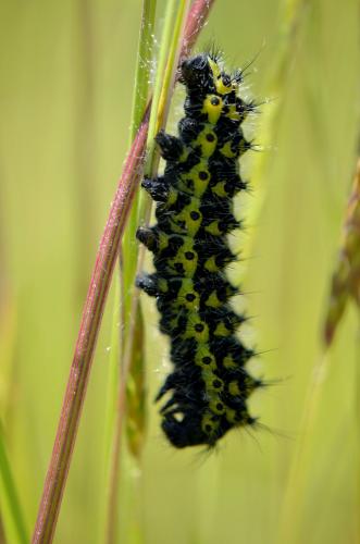 Saturnia pavonia
