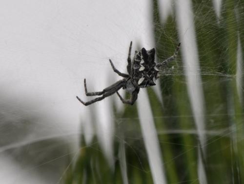 Cyrtophora citricola