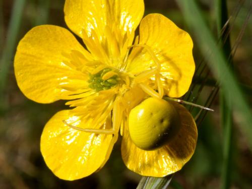 Misumena vatia