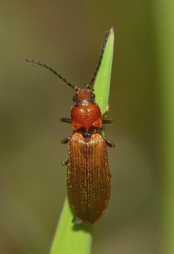 Réf. 102 267 : Denticollis linearis