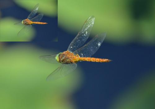 Aeshna isoceles