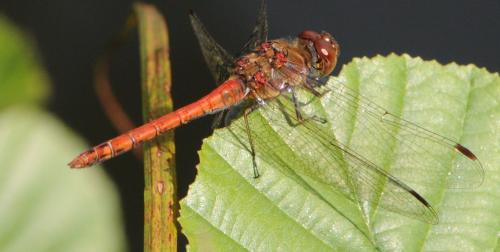 Sympetrum sp.