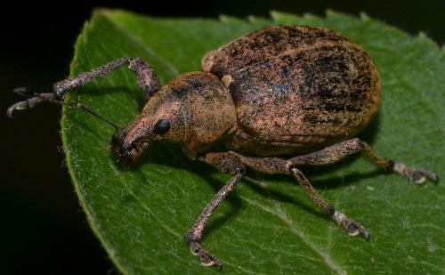 Réf. 102 030 : Liophloeus tessulatus