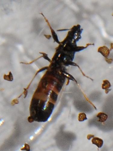 Réf. 102 056 : Brachyplax tenuis
