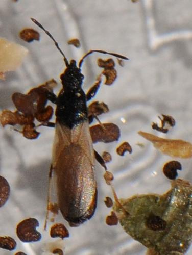 Réf. 102 058 : Brachyplax tenuis