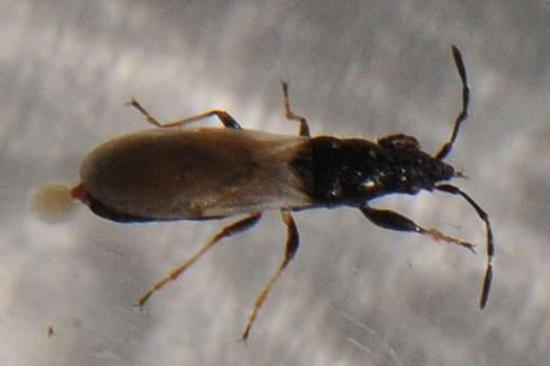 Réf. 102 059 : Brachyplax tenuis