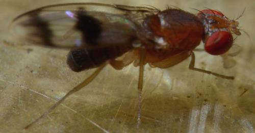 Chymomyza amoena
