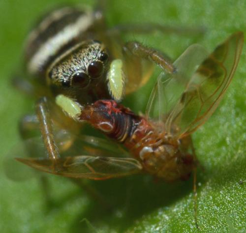 Heliophanus tribulosus