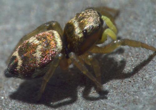 Heliophanus tribulosus
