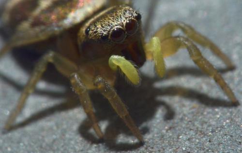 Heliophanus tribulosus