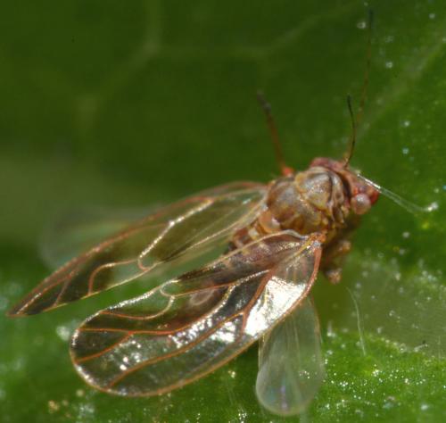 Réf. 102 147 : Cacopsylla fulguralis