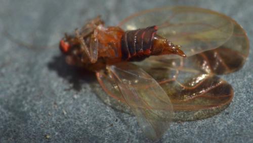 Réf. 102 150 : Cacopsylla fulguralis