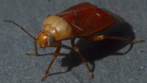 Réf. 102 243 : Agnocoris sp.
