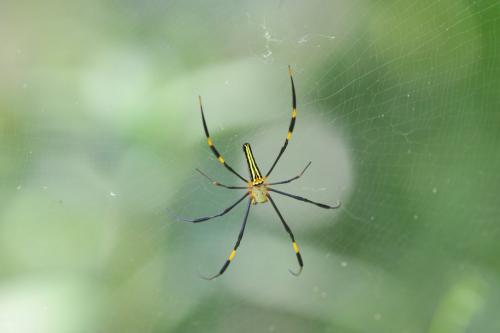 Réf. 102 831 : Nephila pilipes