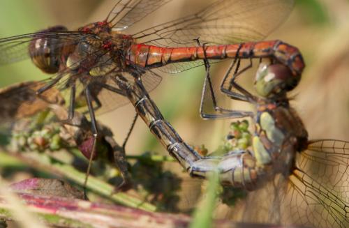 Réf. 102 361 : Sympetrum striolatum
