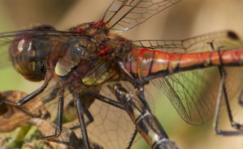 Sympetrum striolatum