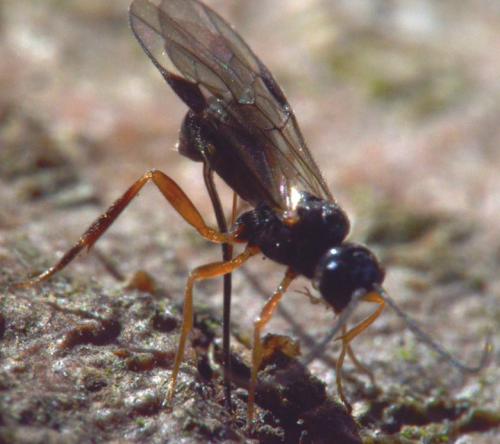 Réf. 102 647 : Helconinae inconnu