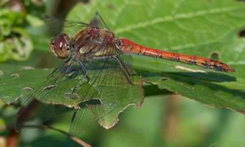 Sympetrum striolatum