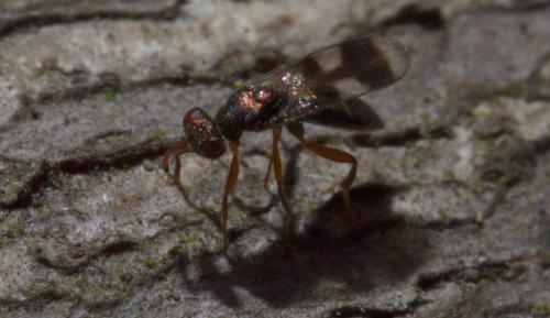 Cleonymus (laticornis-obscurus)