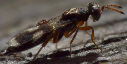 Cleonymus (laticornis-obscurus)