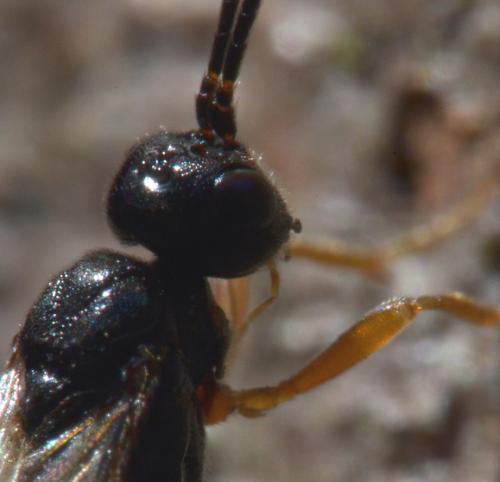 Diospilus sp.