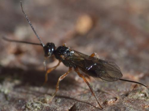 Diospilus sp.