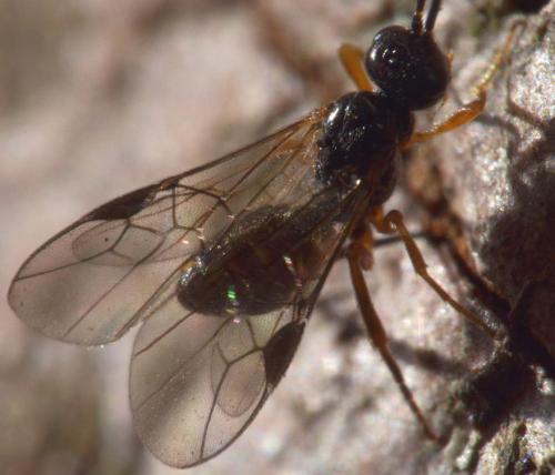 Diospilus sp.