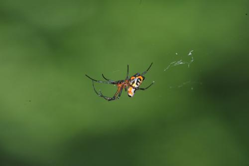 Opadometa sp.