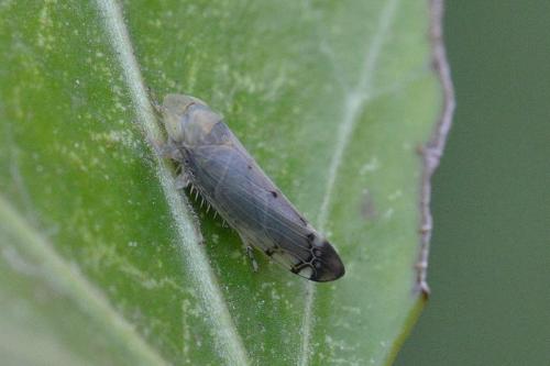 Réf. 102 025 : Synophropsis lauri