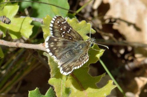 Pyrgus sp.