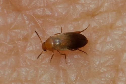 Anaspis sp.