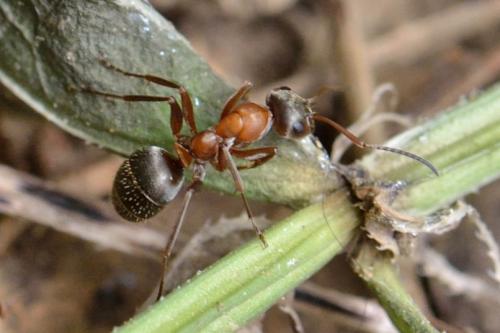 Réf. 102 246 : Formica rufibarbis
