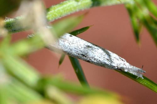 Pleurota bicostella