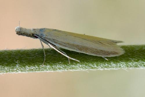 Réf. 102 363 : Pleurota aristella