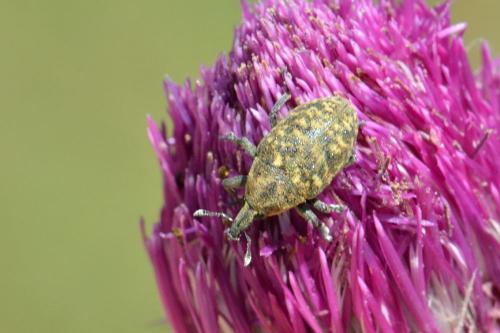 Larinus turbinatus