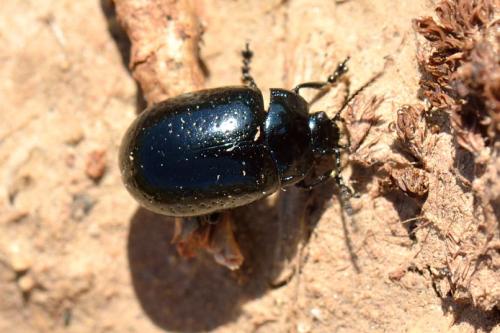Chrysolina hyperici