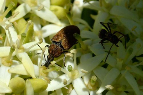 Réf. 102 242 : Mycterus curculioides
