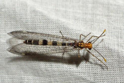 Réf. 102 682 : Megistopus flavicornis