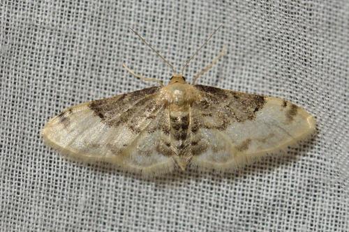 Réf. 102 959 : Idaea filicata