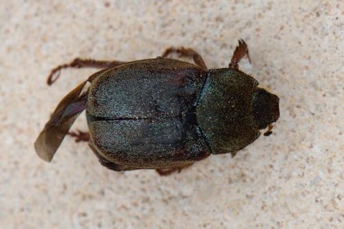 Réf. 102 694 : Hoplia sp.