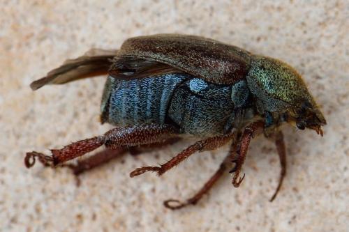 Hoplia sp.